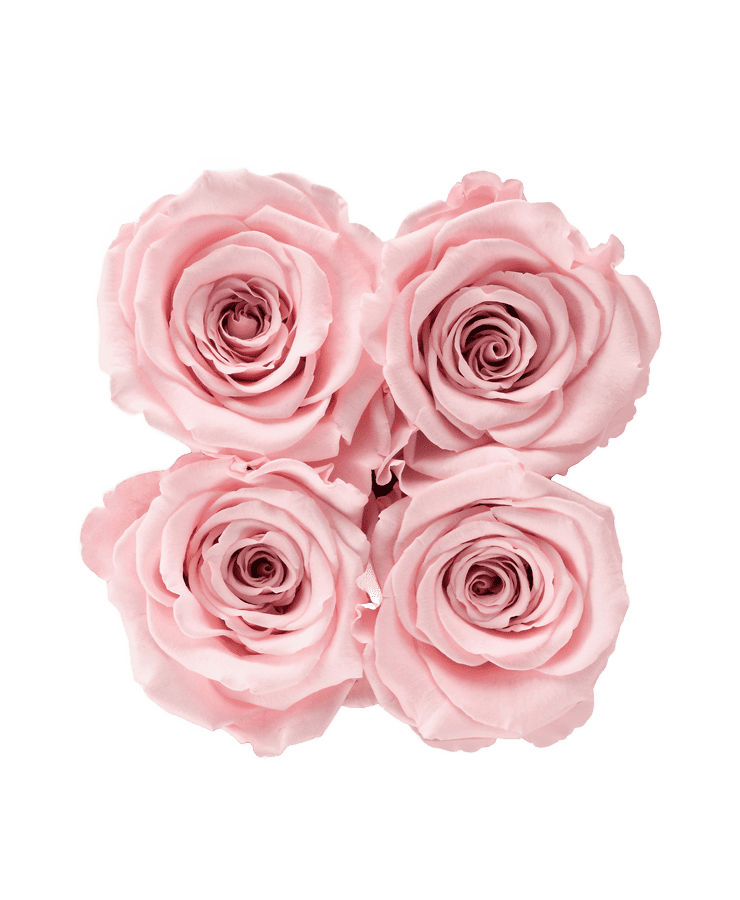 Vier roséfarbene Perlmutt-Rosen, dicht angeordnet in einem Quadrat auf transparentem Hintergrund, aus der Ivoryi Flowerbox Small Perlmutt Blush Rose von Ivoryi & Friends.