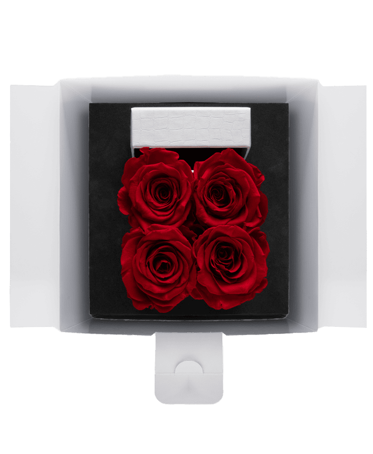 Die Ivoryi & Friends Ivoryi Flowerbox Small Perlmutt Romantic Red enthält vier konservierte Rosen, elegant arrangiert in einer weißen Box mit modernem Miami Vibes Edition-Design, präsentiert vor einem schwarzen Hintergrund.