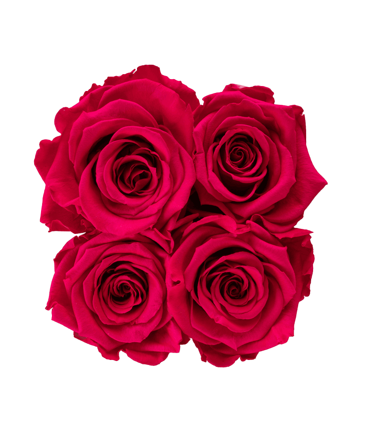 Vier elegante New Pink-Rosen aus der Ivoryi & Friends Ivoryi Flowerbox Small Black sind dicht in einer quadratischen Box angeordnet, von oben betrachtet mit einem Hauch von grünen Blättern – perfekte, jahrelang blühende Rosen für jede Umgebung.
