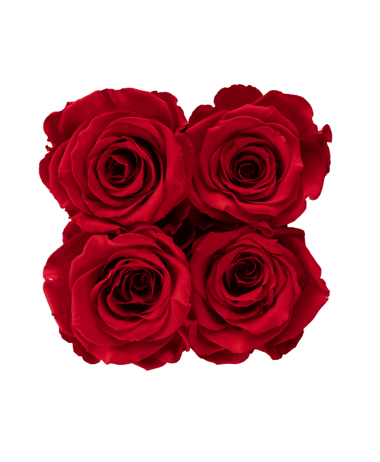 Vier leuchtend rote konservierte Rosen, quadratisch angeordnet, vor einem transparenten Hintergrund – perfekt für die Ivoryi & Friends Ivoryi Flowerbox Small Perlmutt Romantic Red.